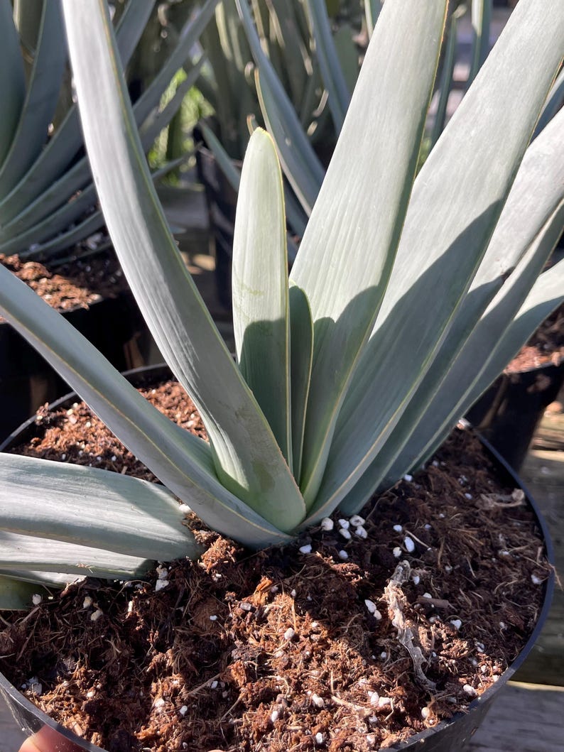 MeDeeCo Fan Aloe - Thumbnail 2