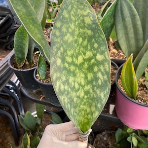 Sansevieria Whale Fin | Rare Houseplant for Home Decor Plant Succulent for Plant Lover Modern House Plant