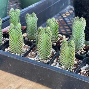 May include: A close-up shot of several small, green succulents in black plastic pots. The succulents have a unique, stacked appearance, with tightly packed, layered leaves. They are arranged in a black tray, with a light-colored potting mix visible.