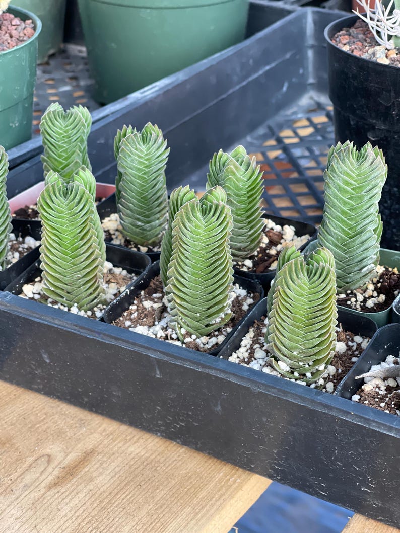 May include: A close-up shot of several small, green succulents in black plastic pots. The succulents have a unique, stacked appearance, with tightly packed, layered leaves. They are arranged in a black tray, with a light-colored potting mix visible.
