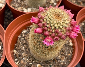 Euphorbia Mammillaris F. Variegata | Live Rooted Succulent-cactus - Etsy