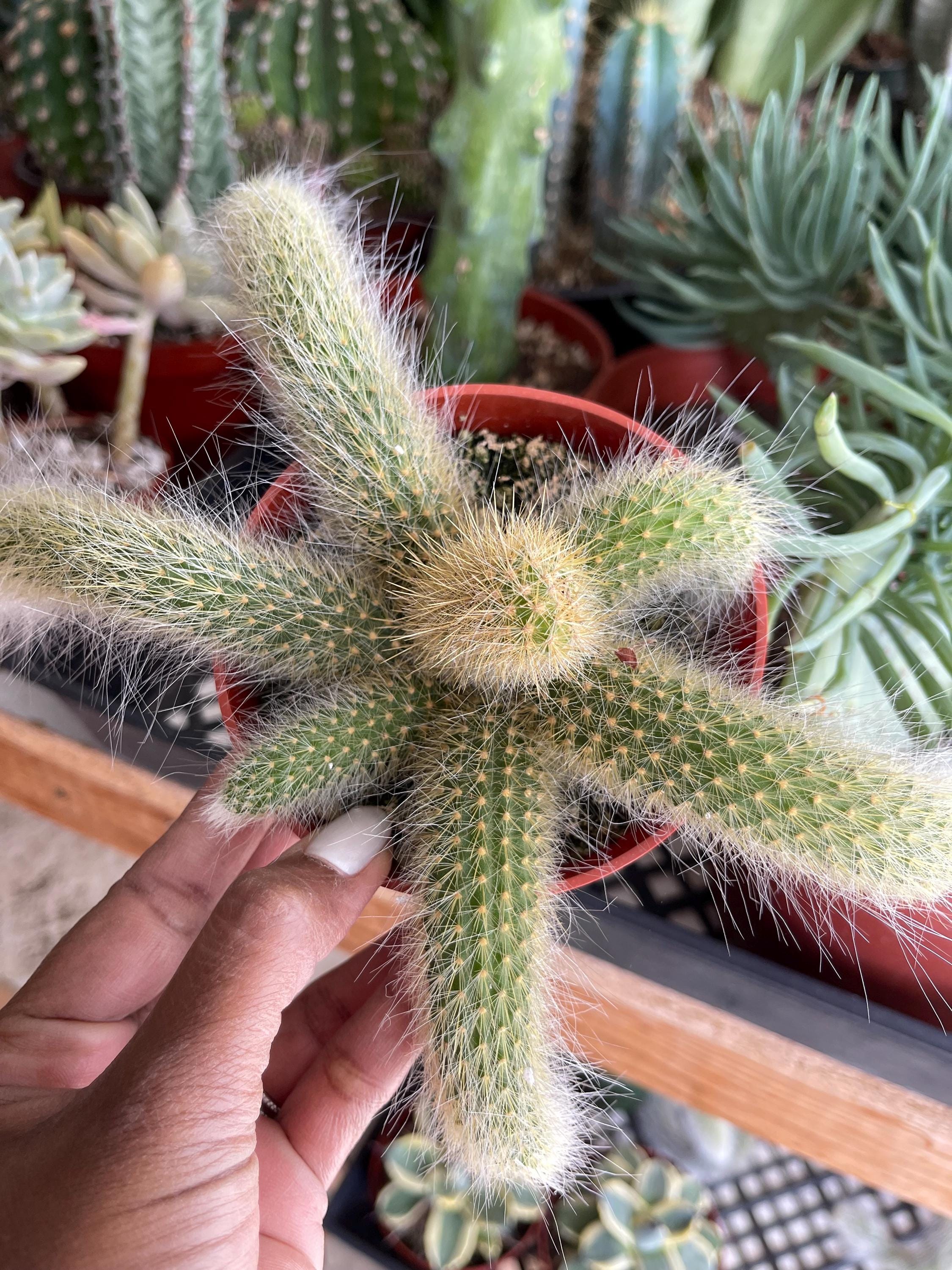 Monkey Tail Cactus Hildewintera Rare Plant Exotic Cactus for