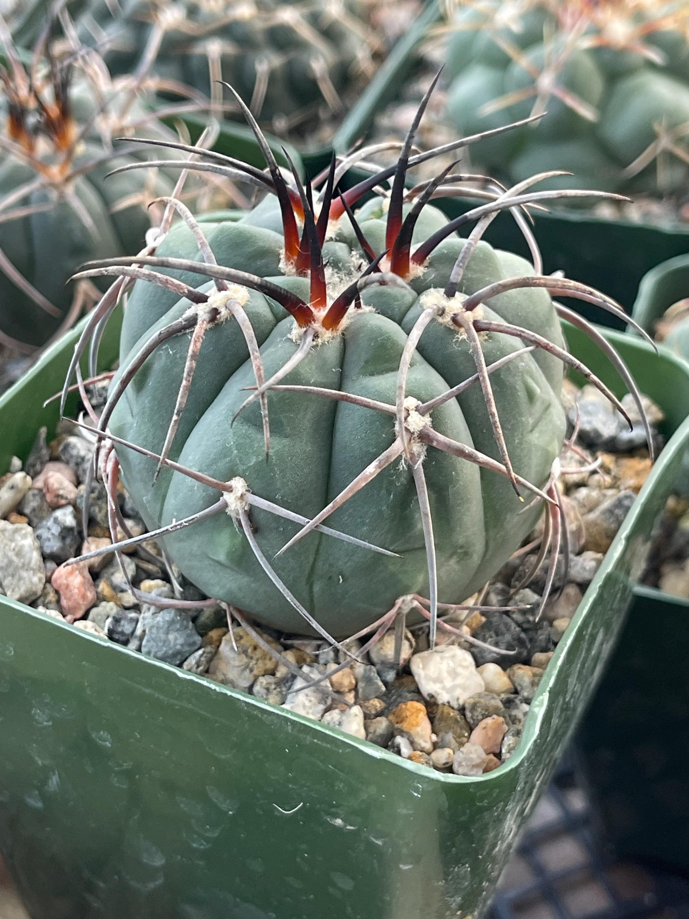 Gymnocalycium Spegazzinii | Unique Cactus Rare Succulent Live