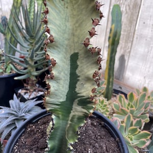 Euphorbia Ammak | Rare Plant | Live Plant