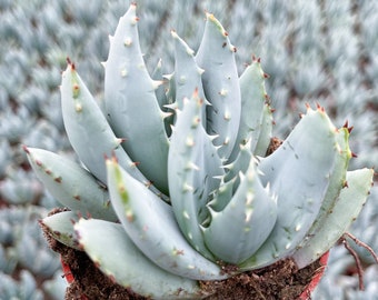 Aloe peglerae | Live Succulent | Aloe Plant | Live Plant