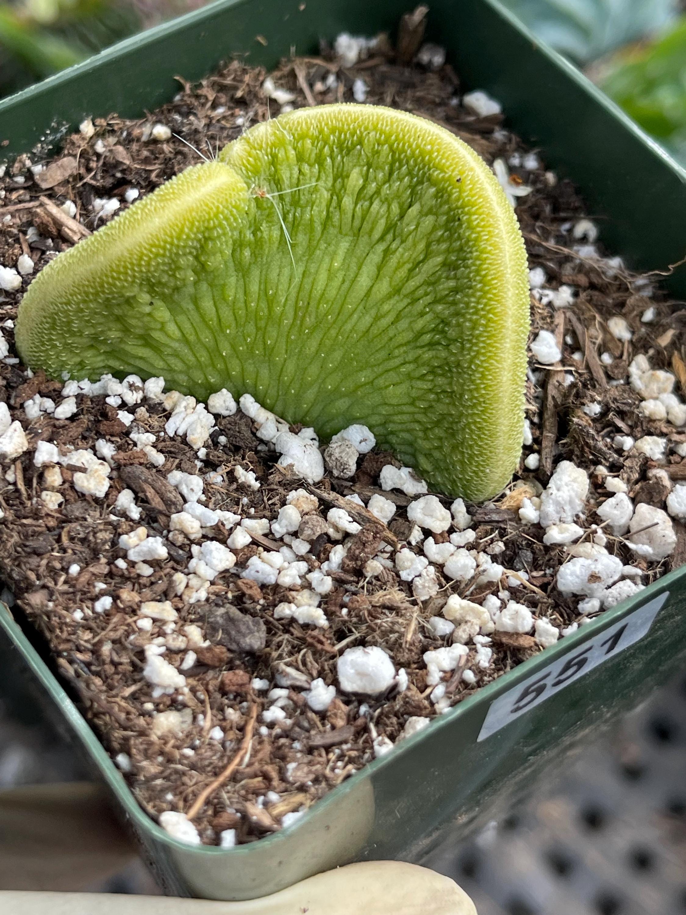Hildewintera Colademononis Inermis , Live Plant, Rare Plant