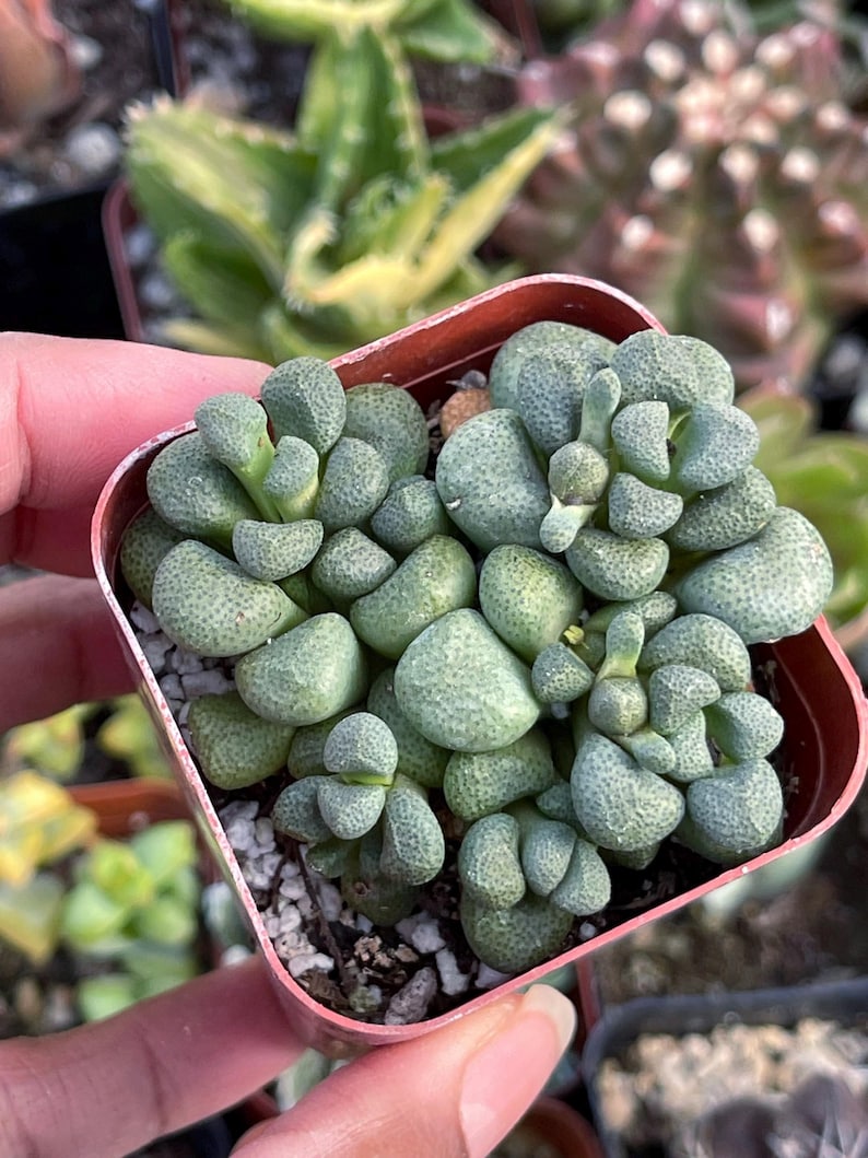 MeDeeCo Aloinopsis Schooneesii Succulent - Thumbnail 3