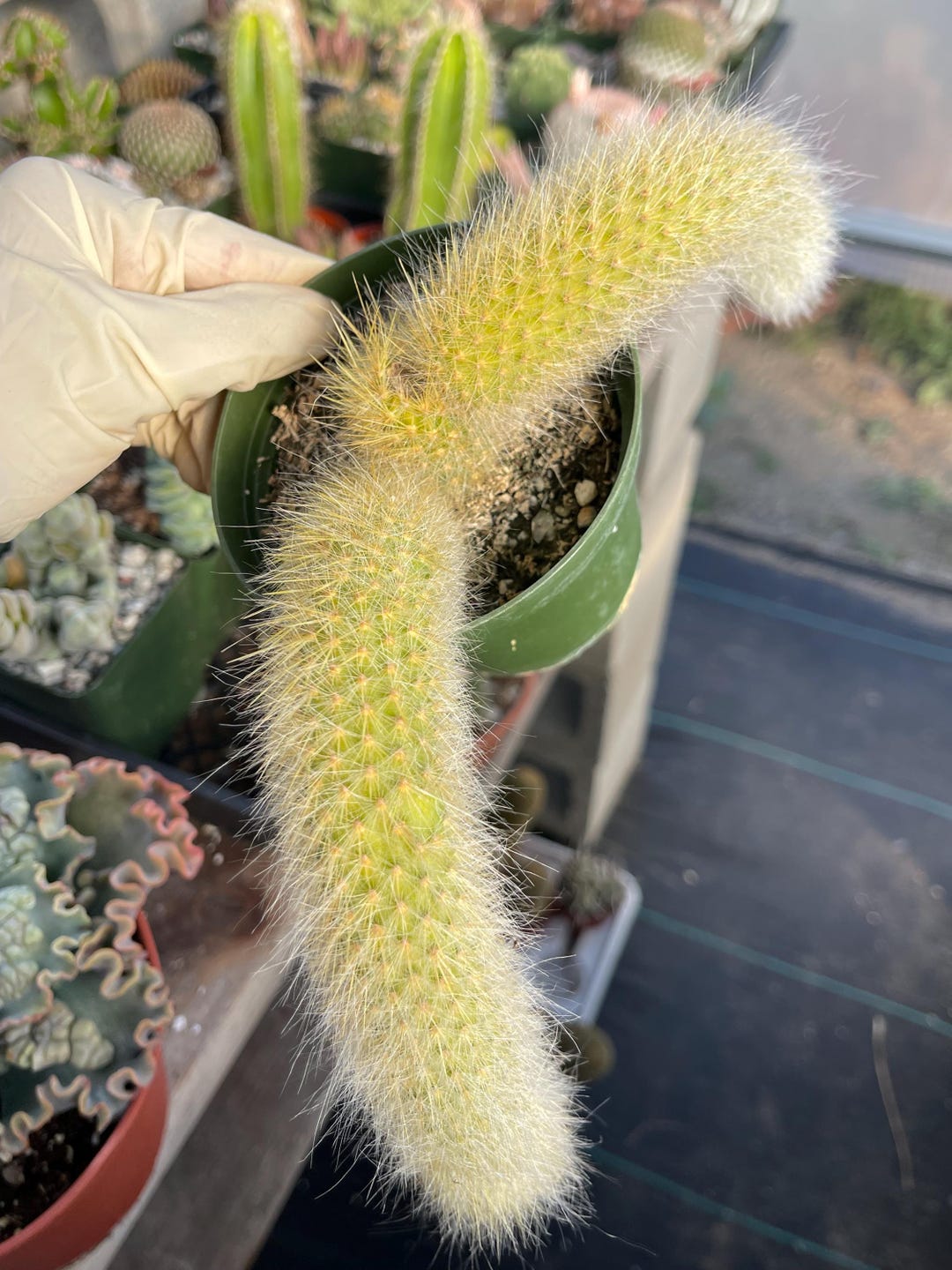 Monkey Tail Cactus Hildewintera Rare Plant Exotic Cactus for