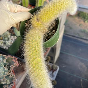 Monkey Tail Cactus Hildewintera Rare Plant Exotic Cactus for Desert Garden Rare Trailing Cactus