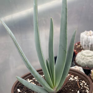 May include: A potted succulent plant with long, slender, blue-green leaves. The plant is in a brown plastic pot filled with soil and small white stones. The leaves have a slight curve and a pale edge.
