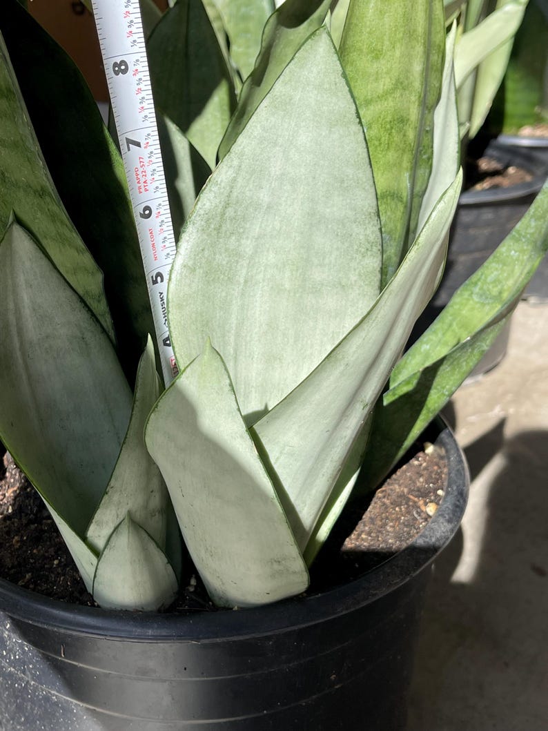 MeDeeCo Sansevieria Snake Plant - Thumbnail 4