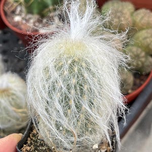 Old Man Cactus | Live Succulent, Live Plant, Unique Desert Plant, Easy Care Outdoor Cactus, Rare Cactus, Succulent Gift, Rare Cactus