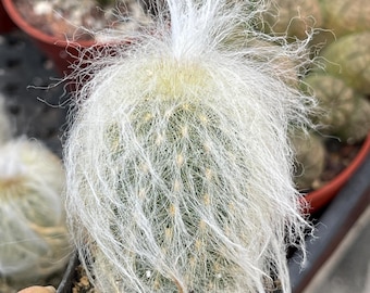 Old Man Cactus | Live Succulent, Live Plant, Unique Desert Plant, Easy Care Outdoor Cactus, Rare Cactus, Succulent Gift, Rare Cactus