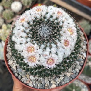 Snowball Cactus Mammillaria Formosa – Mammillaria Chionocephala, Pink Bloom, Fuzzy White Cactus