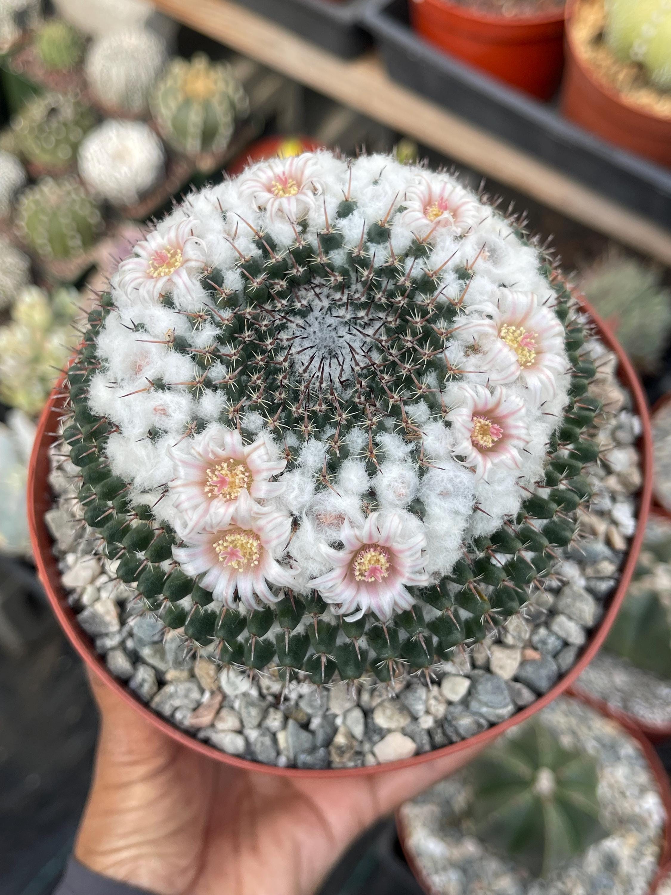 Snowball Cactus Mammillaria Formosa  Mammillaria Chionocephala, Pink  Bloom, Fuzzy White Cactus - Etsy