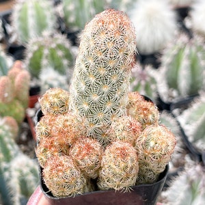 Lady Finger | Mammillaria elongata | Cactus Plant, Golden Cactus, Indoor  Plant, Desert Plant Easy Care Cactus for Cactus Collection