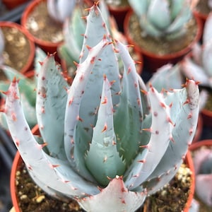 Aloe Peglerae | Rare Aloe Succulent Plant Unique Rosette Aloe Indoor Desert Plant Gift for Plant Lovers