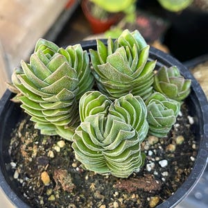 Crassula Buddha Temple, Rare Succulent Unique Succulent Live Plant Exotic Desert Plant Easy Care Succulent Rare Plant Succulent Gift image 1