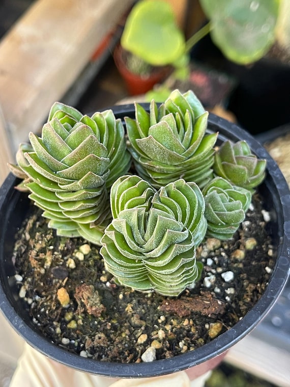 Crassula Buddha Temple, Rare Succulent Unique Succulent Live Plant Exotic Desert Plant Easy Care Succulent Rare Plant Succulent Gift