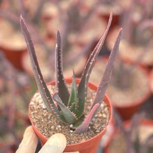 Hardy Aloe Hercules Plant - Live Aloe | Live Plant | Live Succulent Live Plant Aloe Plant Succulent Gift and Easy Care Mini Succulent
