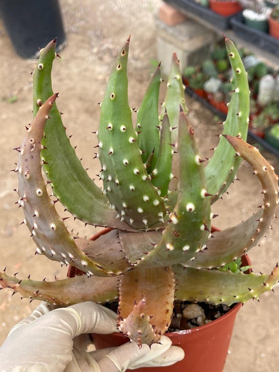 aloe vera gegen pigmentflecken Altersflecken & Pigment Creme mit Zirbe