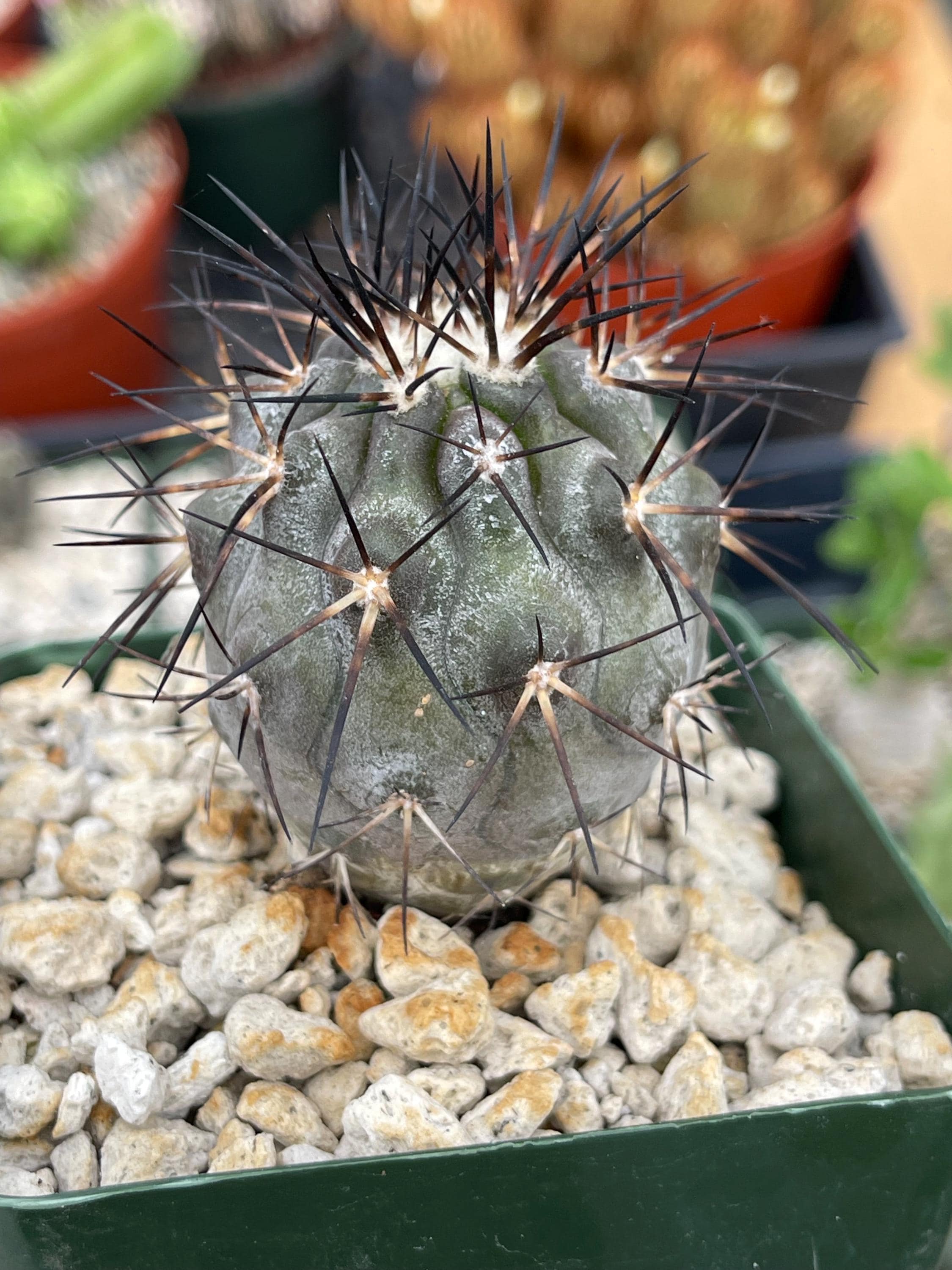 Copiapoa Dura | Live Plant | Live Cactus - Etsy