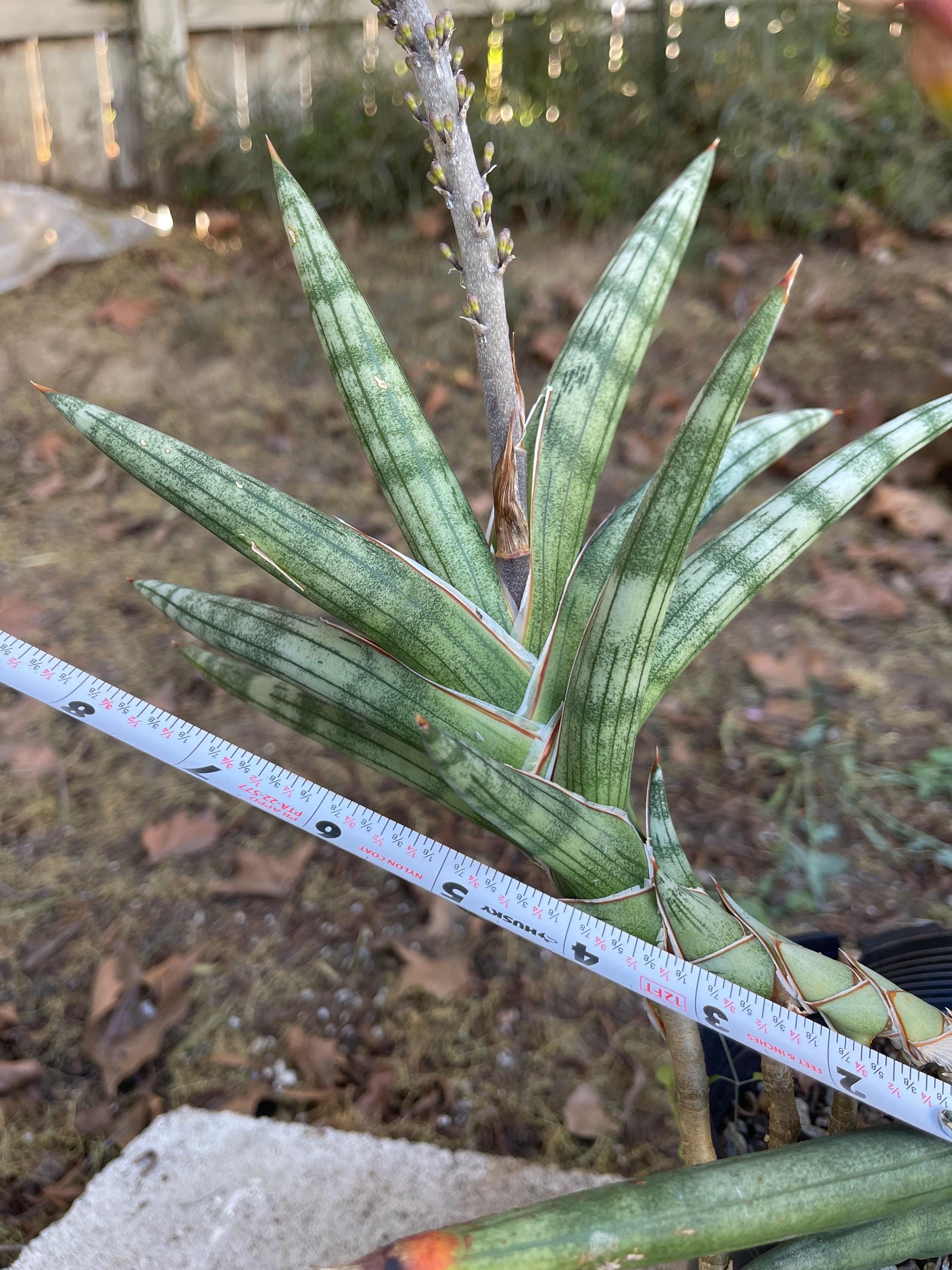 9+ Starfish Sansevieria Sansevieria – Starfish Snake Plant, Unique Indoor Houseplant, Easy Care