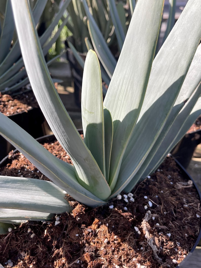 MeDeeCo Fan Aloe