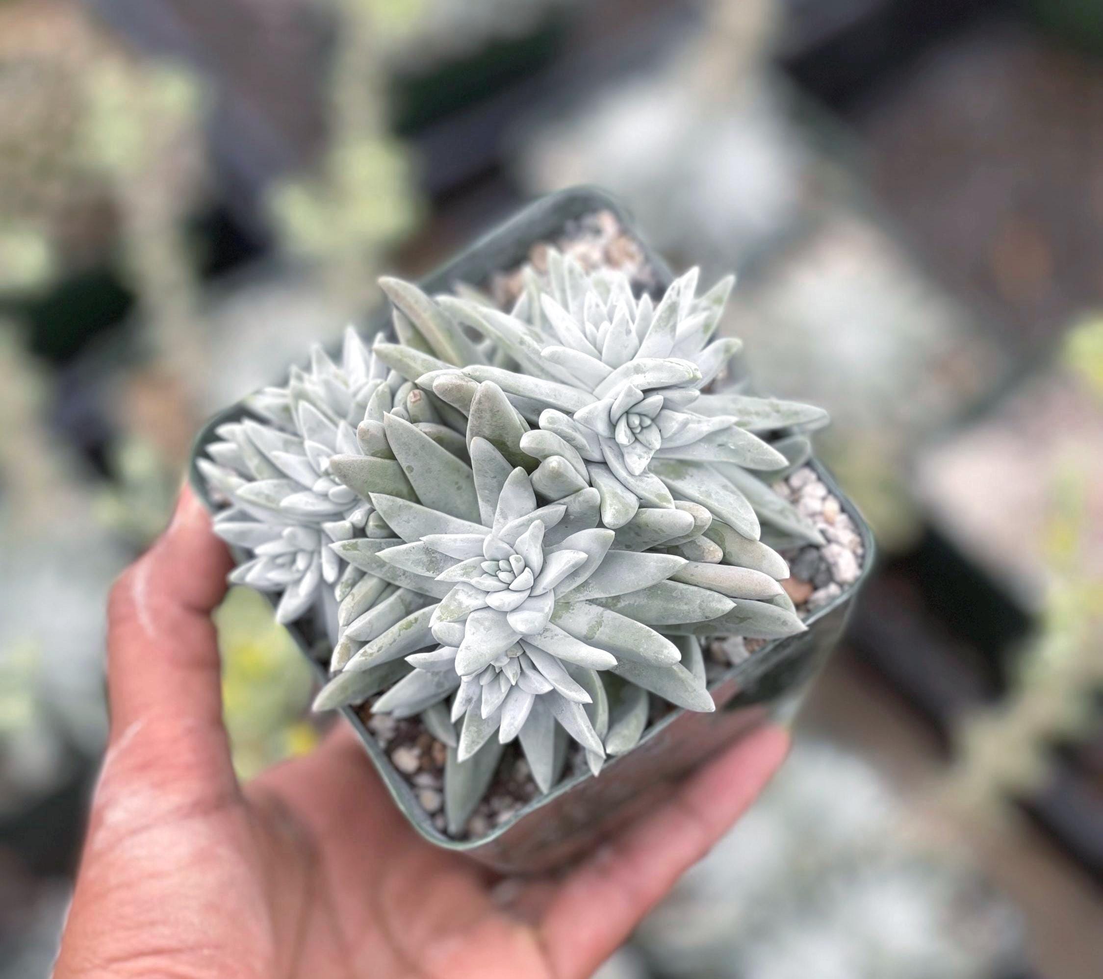 White Dudleya Gnoma Cluster | Live Succulent | Live Plant Unique