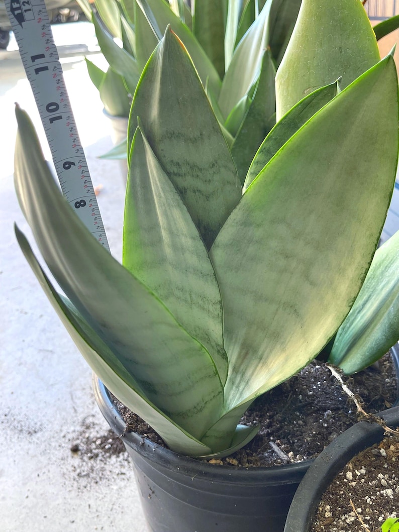 MeDeeCo Sansevieria Snake Plant