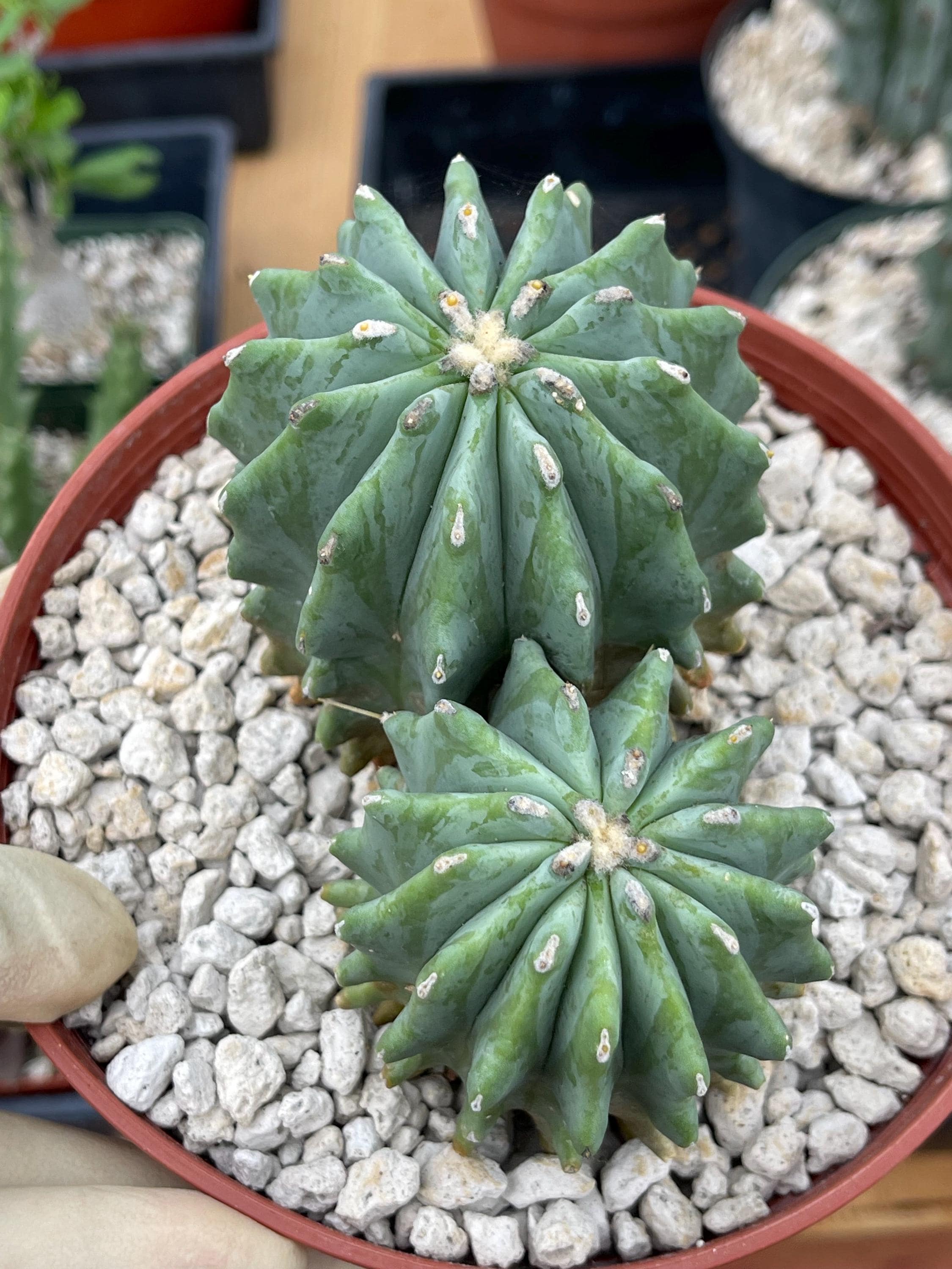 Ferocactus Glaucescens Inermis – Rare Live Cactus, Unique