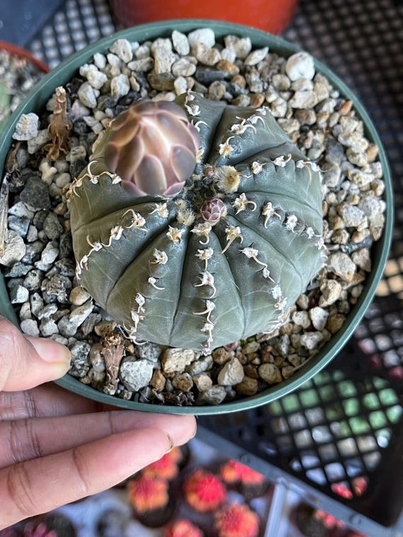 Gymnocalycium Ragonesei | Live Cactus | Live Plant - Etsy