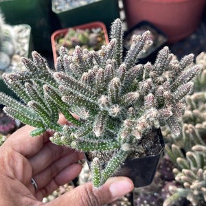 Rhipsalis Mouse Tail Cactus Rhipsalis horrida | Live Plant | Hanging basket