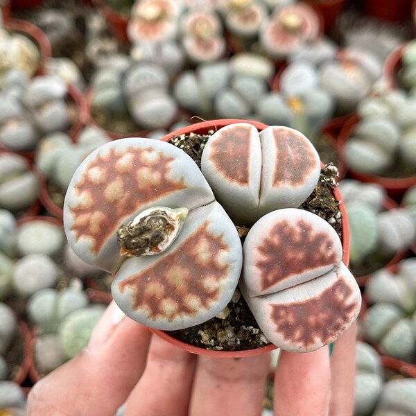 Lithops Living Stone succulent | Live Plant