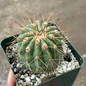 Copiapoa Haseltoniana | Live Cactus | Live Plant in 3.5” pot.