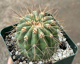 その他 Ozwrt Spirit of Copiapoa cinerea Copiapoa Cinerea Chilean Rare Cactus Live Rooted Plant (grafted