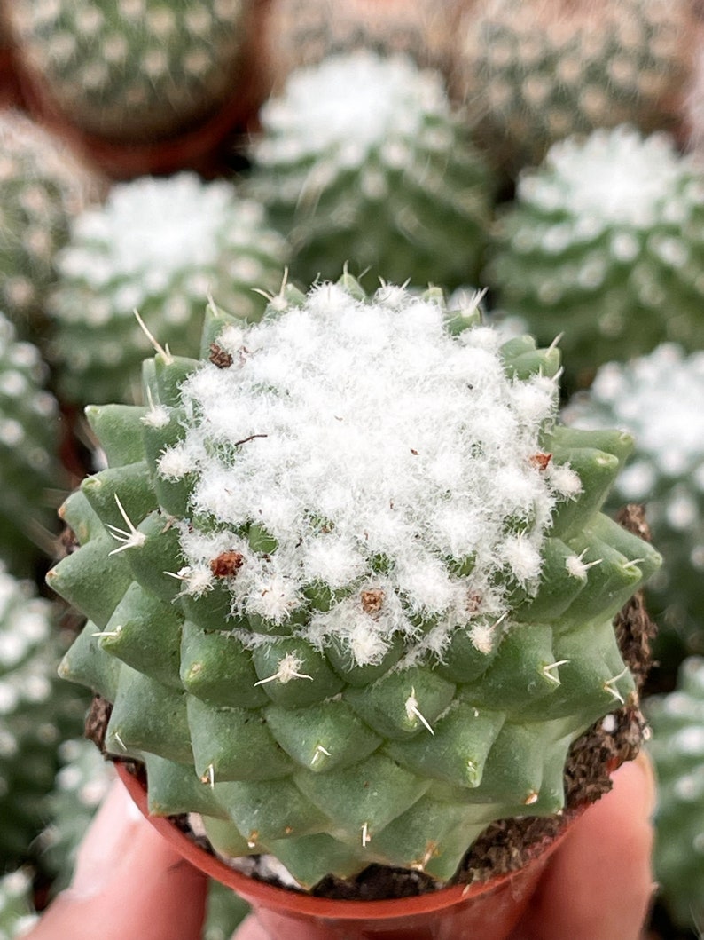MeDeeCo Mammillaria Polythele Cactus - Thumbnail 5
