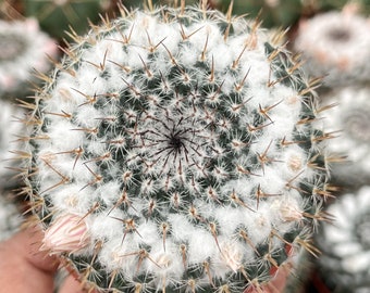 Hairy Mammillaria Cactus | Live Plant | Live Cactus