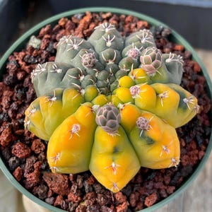 Variegated Gymnocalycium Bodenbenderianum Unique Cactus Rare Succulent Low  Maintenance Plant Colorful Variegated Cactus - Etsy
