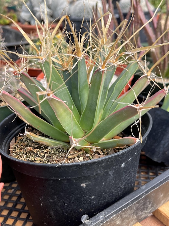 Leuchtenbergia Principis  Rare Cactus, Colorful Succulent, Colorful Cactus,  Easy Care Cactus Gift - Etsy