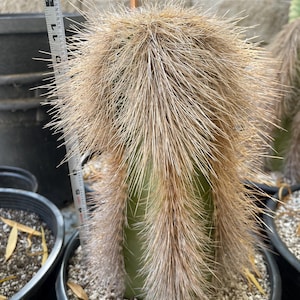 Woolly Rhino Cutting | No Roots | Live Cactus Live Succulent Live Plant Unique Desert Plant Easy Care Outdoor Rare Cactus Succulent Gift