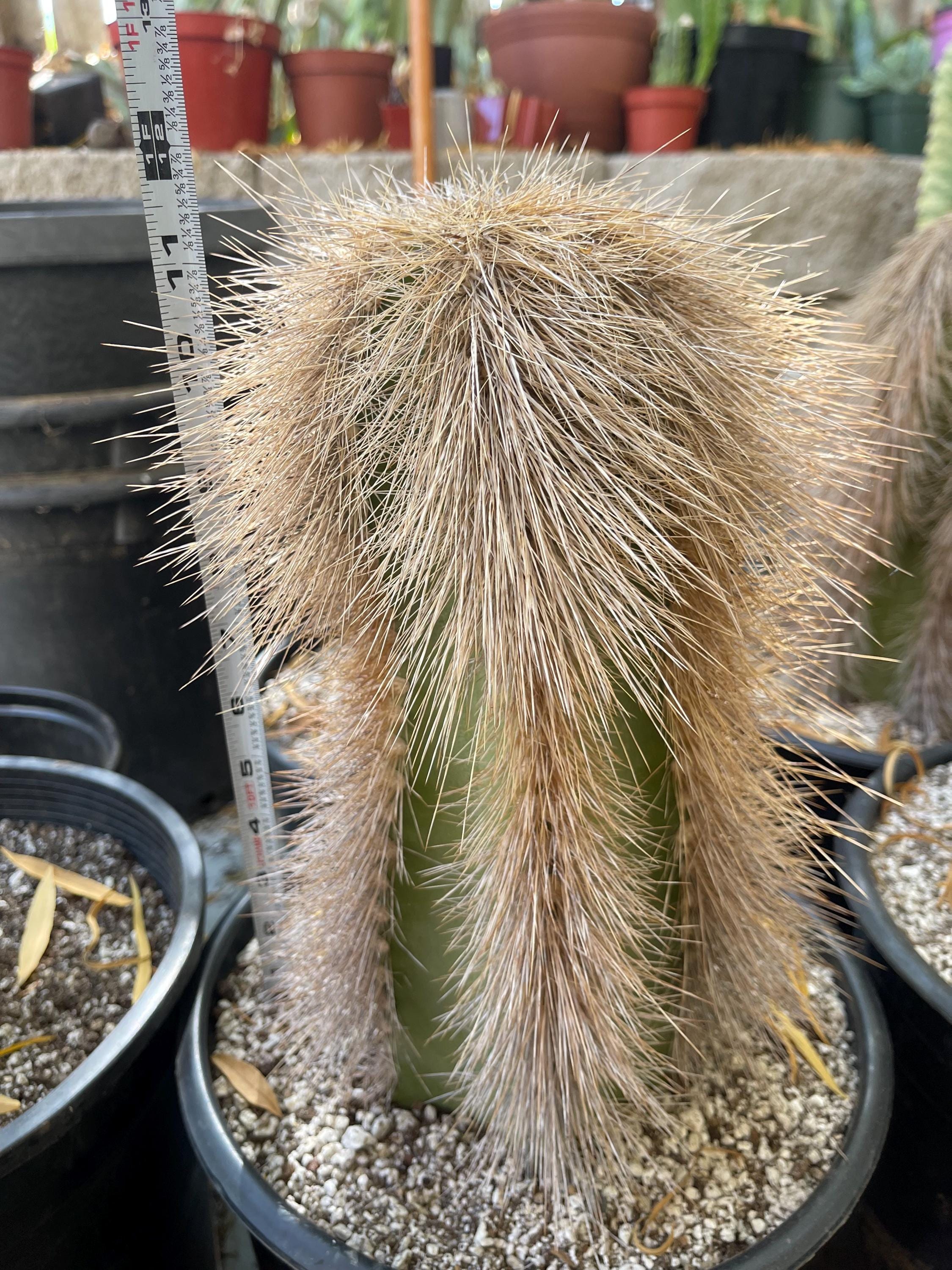 Woolly Rhino Cutting | No Roots | Live Cactus Live Succulent Live