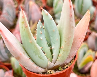 Aloe peglerae | Live Succulent | Aloe Plant | Live Plant