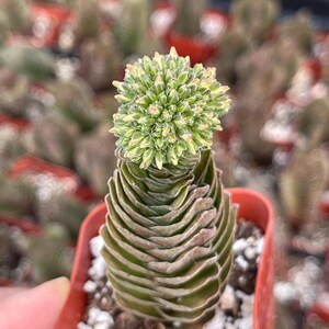 May include: A close-up of a small succulent plant in a red pot. The plant has layered, fan-shaped green leaves and a cluster of small, light green and pink flowers at the top. Other succulents are visible in the background.