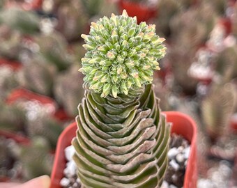Crassula Buddha Temple, Rare Succulent Unique Succulent Live Plant Exotic  Desert Plant Easy Care Succulent Rare Plant Succulent Gift - Etsy Israel