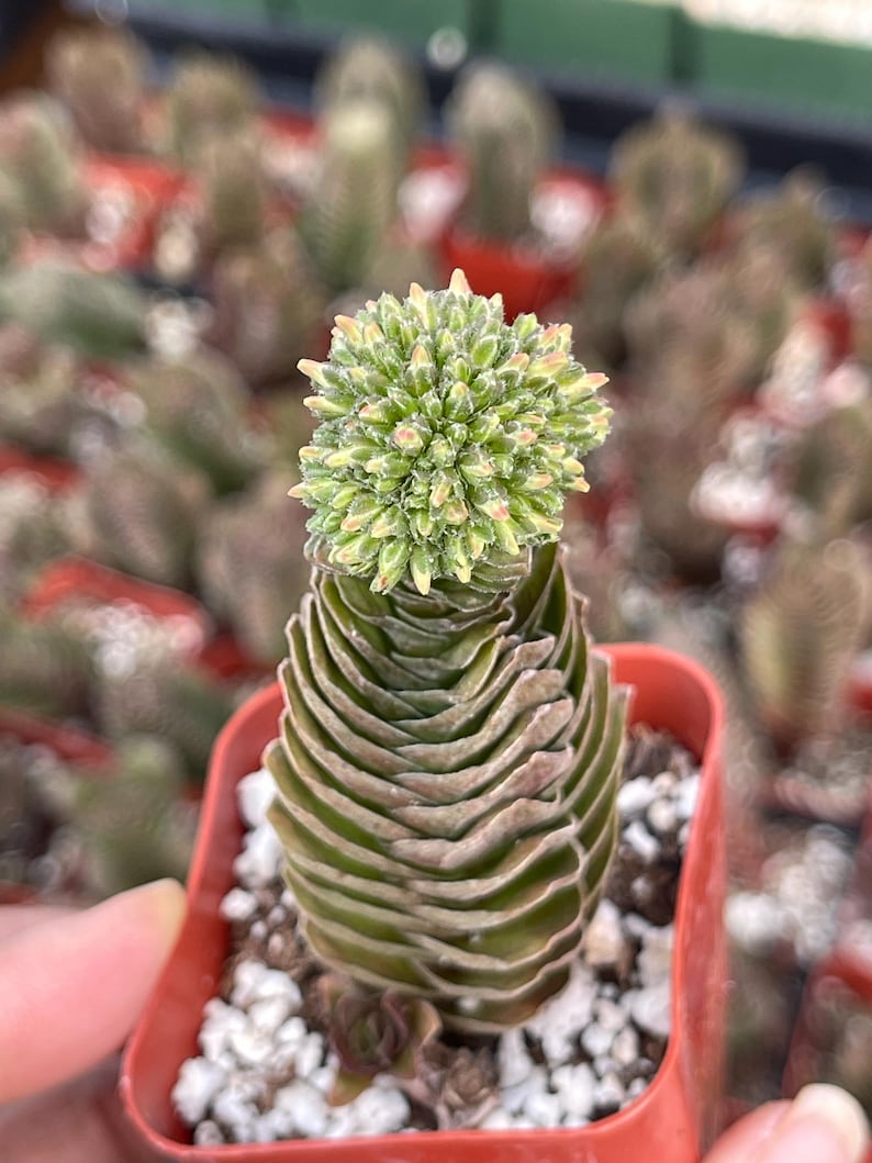 May include: A close-up of a small succulent plant in a red pot. The plant has layered, fan-shaped green leaves and a cluster of small, light green and pink flowers at the top. Other succulents are visible in the background.