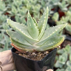 entgiften mit aloe vera saft Bio Aloe Vera Saft main image 0