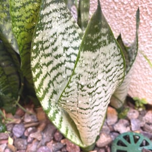On Sale! Sansevieria Dwarf Zeylanica | Compact Snake Plant Air Purifying Low Maintenance Houseplant
