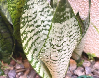 On Sale! Sansevieria Dwarf Zeylanica | Compact Snake Plant Air Purifying Low Maintenance Houseplant