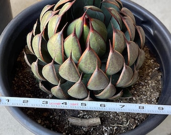 Agave Parrasana 
